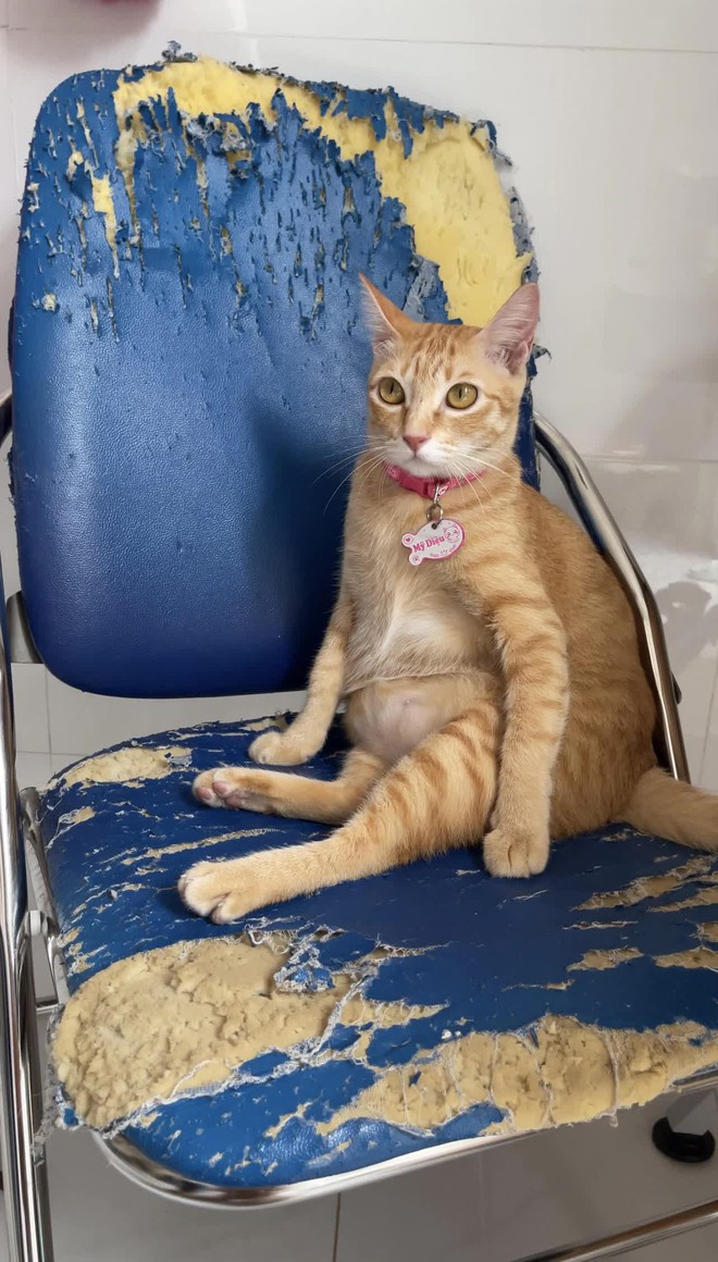 Chủ nh&acirc;n ch&uacute; m&egrave;o Mỹ Diệu lần đầu xuất hiện thanh minh về d&aacute;ng ngồi bầy hầy của ho&agrave;ng thượng g&acirc;y b&atilde;o khắp mạng x&atilde; hội - Ảnh 4.