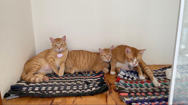 Chủ nh&acirc;n ch&uacute; m&egrave;o Mỹ Diệu lần đầu xuất hiện thanh minh về d&aacute;ng ngồi bầy hầy của ho&agrave;ng thượng g&acirc;y b&atilde;o khắp mạng x&atilde; hội - Ảnh 5.