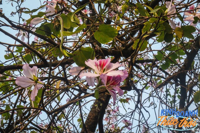 Lời đồn l&agrave;m nhiếp ảnh chụp cho chị em v&agrave;o mỗi m&ugrave;a hoa c&oacute; thể kiếm 100 triệu/th&aacute;ng v&agrave; sự thật từ những người trong cuộc - Ảnh 1.