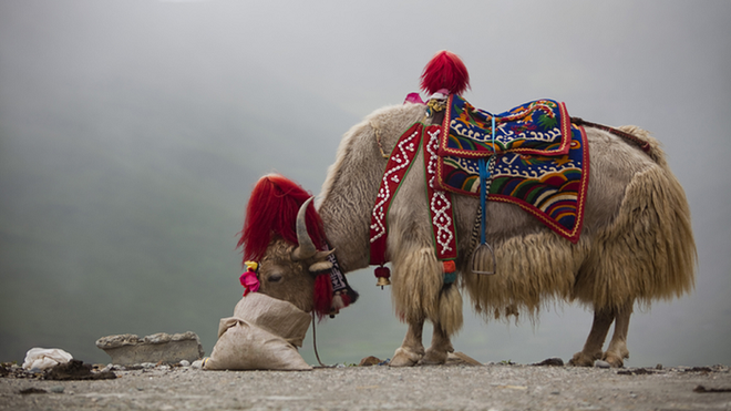 Vì sao bò Tây Tạng lại được coi là báu vật của vùng cao nguyên? - Ảnh 4.