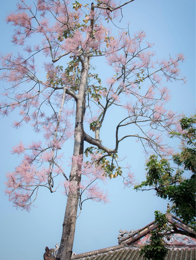 Ghé Huế dịp này để ngắm "vương giả chi hoa", loài hoa Đế Vương được khảm trên Nhân đỉnh trong Đại Nội - Ảnh 3.