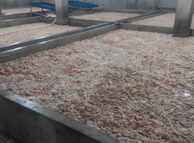 Bắc Ninh: Phát hiện, tiêu hủy hơn 7 tấn lòng lợn bốc mùi hôi thối - Ảnh 1.