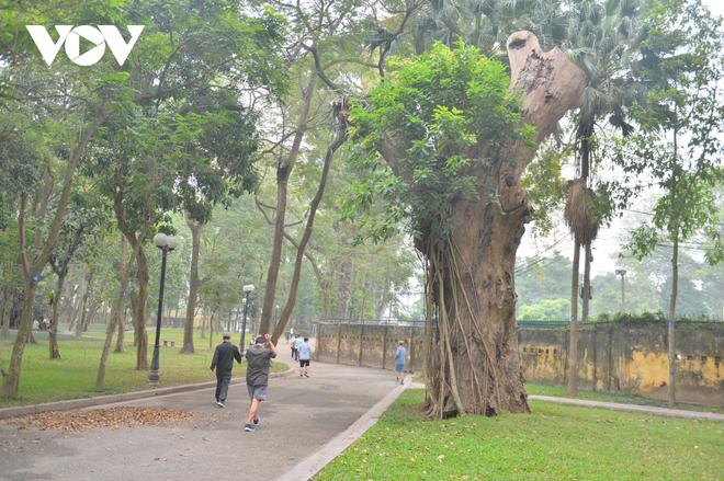 H&agrave;ng loạt c&acirc;y cổ thụ chết kh&ocirc; trong c&ocirc;ng vi&ecirc;n B&aacute;ch Thảo, H&agrave; Nội - Ảnh 7.