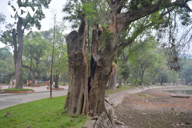H&agrave;ng loạt c&acirc;y cổ thụ chết kh&ocirc; trong c&ocirc;ng vi&ecirc;n B&aacute;ch Thảo, H&agrave; Nội - Ảnh 6.