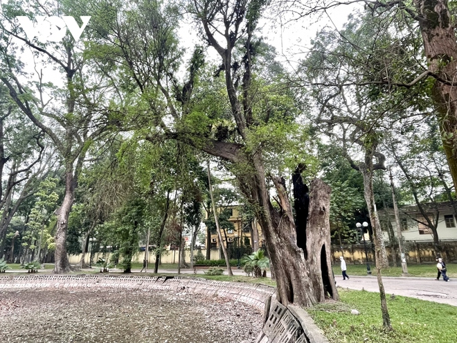H&agrave;ng loạt c&acirc;y cổ thụ chết kh&ocirc; trong c&ocirc;ng vi&ecirc;n B&aacute;ch Thảo, H&agrave; Nội - Ảnh 4.