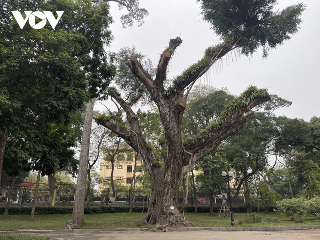 H&agrave;ng loạt c&acirc;y cổ thụ chết kh&ocirc; trong c&ocirc;ng vi&ecirc;n B&aacute;ch Thảo, H&agrave; Nội - Ảnh 2.
