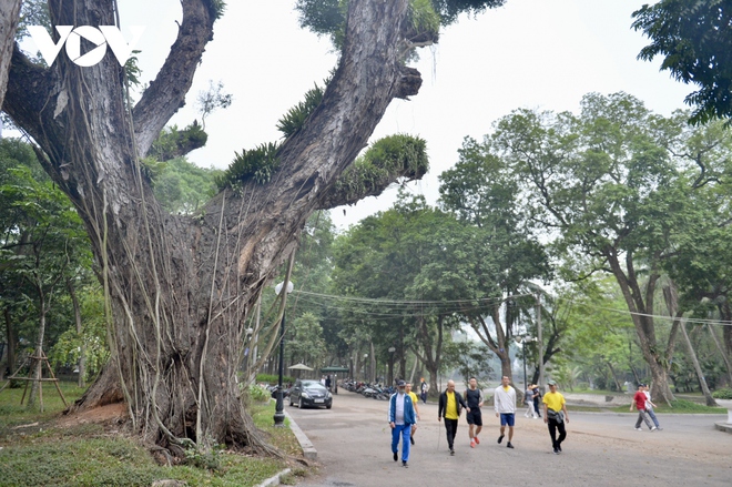 H&agrave;ng loạt c&acirc;y cổ thụ chết kh&ocirc; trong c&ocirc;ng vi&ecirc;n B&aacute;ch Thảo, H&agrave; Nội - Ảnh 1.