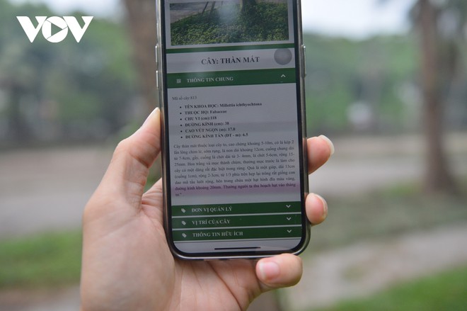 H&agrave;ng loạt c&acirc;y cổ thụ chết kh&ocirc; trong c&ocirc;ng vi&ecirc;n B&aacute;ch Thảo, H&agrave; Nội - Ảnh 17.