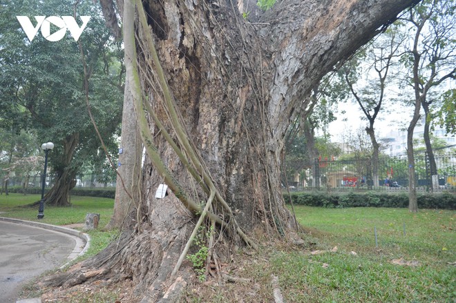 H&agrave;ng loạt c&acirc;y cổ thụ chết kh&ocirc; trong c&ocirc;ng vi&ecirc;n B&aacute;ch Thảo, H&agrave; Nội - Ảnh 14.