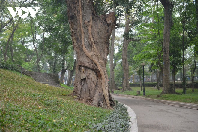 H&agrave;ng loạt c&acirc;y cổ thụ chết kh&ocirc; trong c&ocirc;ng vi&ecirc;n B&aacute;ch Thảo, H&agrave; Nội - Ảnh 13.