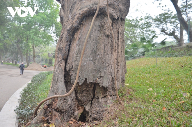 H&agrave;ng loạt c&acirc;y cổ thụ chết kh&ocirc; trong c&ocirc;ng vi&ecirc;n B&aacute;ch Thảo, H&agrave; Nội - Ảnh 12.