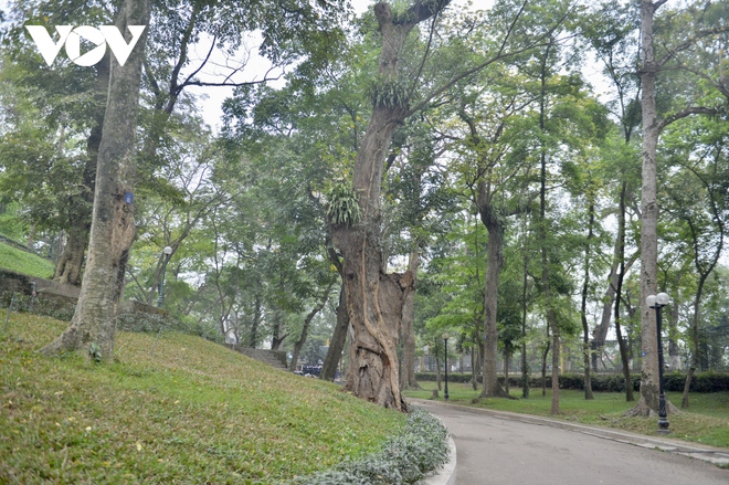 H&agrave;ng loạt c&acirc;y cổ thụ chết kh&ocirc; trong c&ocirc;ng vi&ecirc;n B&aacute;ch Thảo, H&agrave; Nội - Ảnh 10.