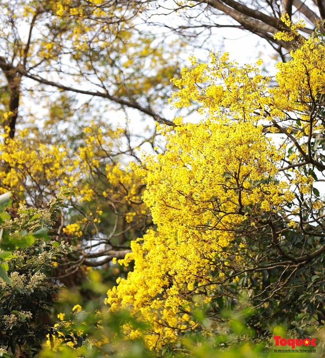 Người dân và du khách mê mẩn mùa hoa vàng lim xẹt trên bán đảo Sơn Trà - Ảnh 3.