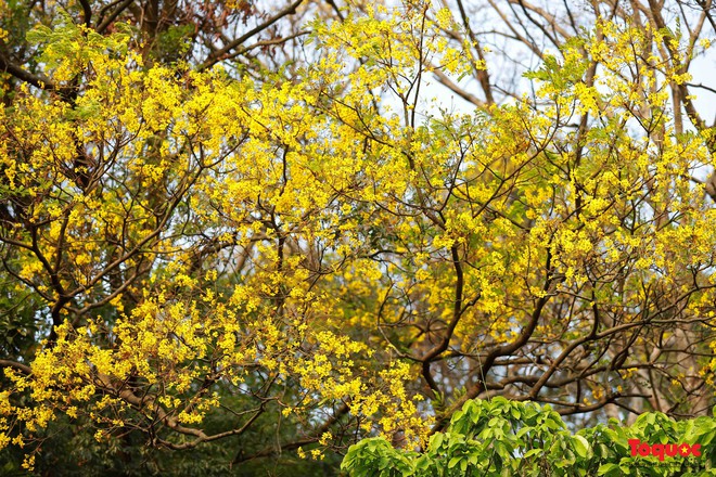 Người dân và du khách mê mẩn mùa hoa vàng lim xẹt trên bán đảo Sơn Trà - Ảnh 10.