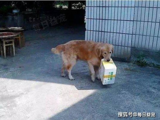Biết sắp bị đem bán, chó Golden liên tục làm một việc khiến chủ nhân rưng rưng xúc động - Ảnh 2.