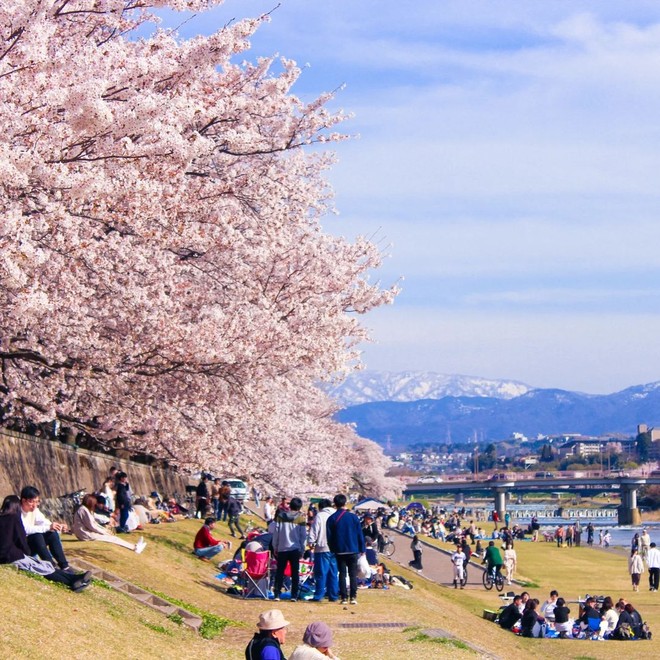 Người Việt sang Nhật du lịch cao kỷ lục để ngắm mùa hoa anh đào, cùng lịch trình tháng 5 nếu chưa sợ muộn - Ảnh 1.