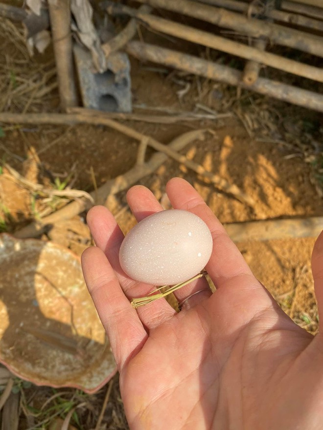 Nửa năm rời phố về làng sống như một giấc mơ của gia đình nhỏ, nơi những đứa trẻ mê tít chẳng muốn về - Ảnh 7.