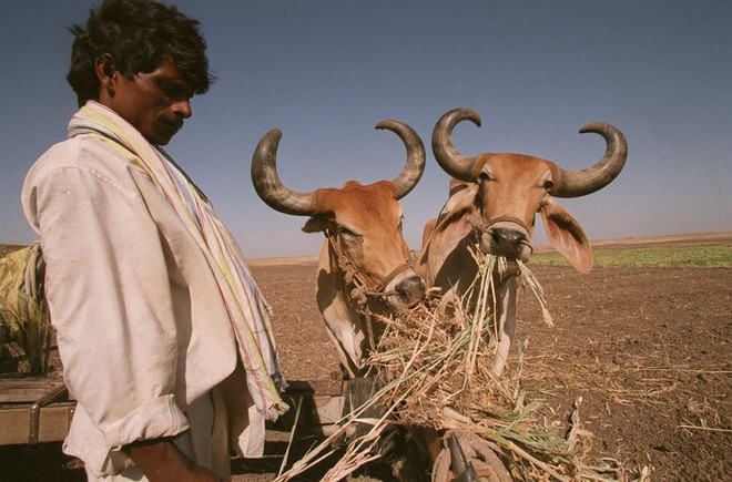 Ấn Độ khổ sở vì 5 triệu con bò vô chủ: Dân chúng bất lực - Ảnh 3.