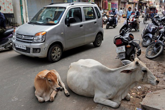 Ấn Độ khổ sở vì 5 triệu con bò vô chủ: Dân chúng bất lực - Ảnh 2.
