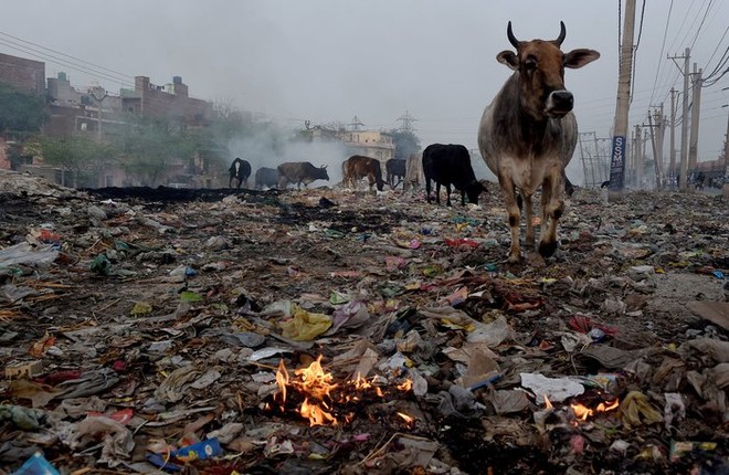 Ấn Độ khổ sở vì 5 triệu con bò vô chủ: Dân chúng bất lực - Ảnh 1.