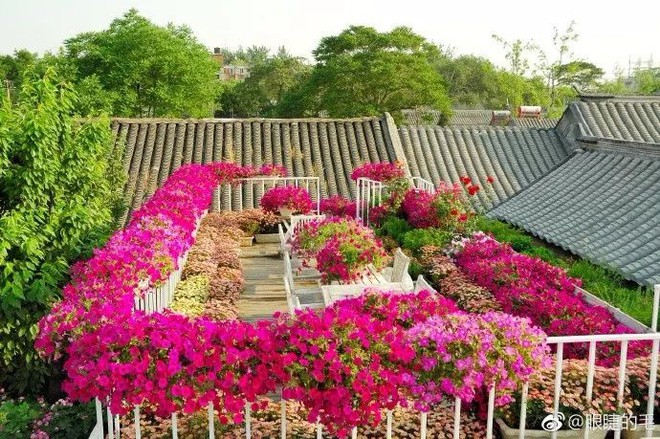 C&ocirc; g&aacute;i trẻ cải tạo đất, mua giống hoa, biến s&acirc;n nh&agrave; th&agrave;nh khu vườn đẹp lung linh - Ảnh 8.