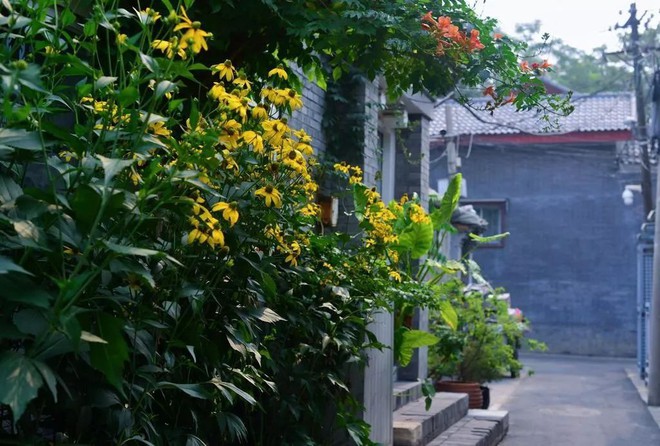 C&ocirc; g&aacute;i trẻ cải tạo đất, mua giống hoa, biến s&acirc;n nh&agrave; th&agrave;nh khu vườn đẹp lung linh - Ảnh 4.