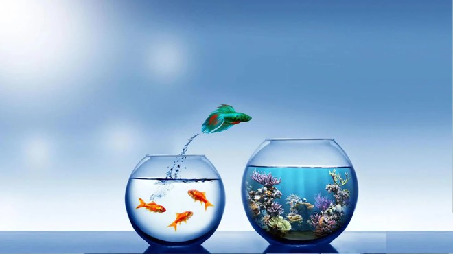 Định luật bọ chét, con quạ và bầy gà khiến nhiều người dù nỗ lực, chăm chỉ cũng khó giàu có, thành công - Ảnh 4. Định luật bọ chét, con quạ và bầy gà khiến nhiều người dù nỗ lực, chăm chỉ cũng khó giàu có, thành công - Ảnh 4.