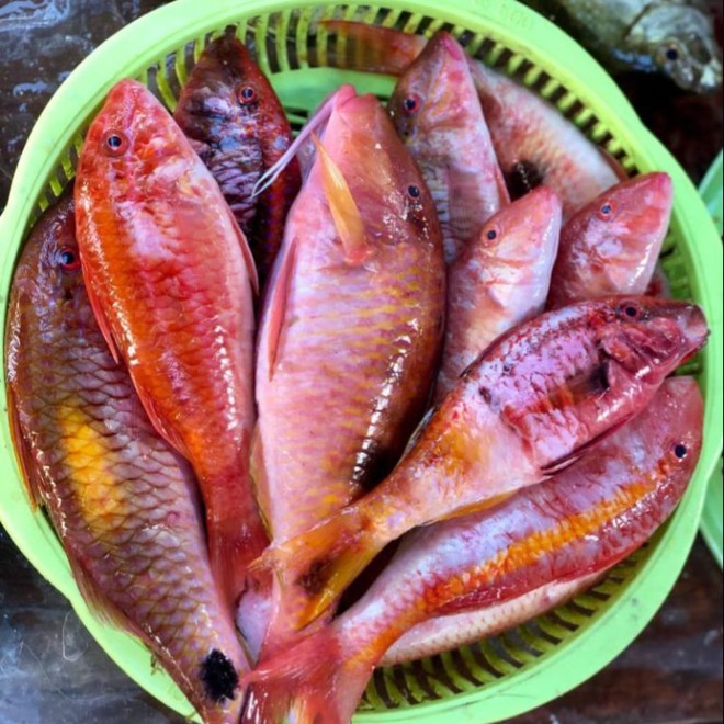 C&acirc;u đố Tiếng Việt: C&aacute; g&igrave; nghe t&ecirc;n đ&atilde; thấy qu&ecirc; m&ugrave;a, k&eacute;m sang? - Ảnh 1.