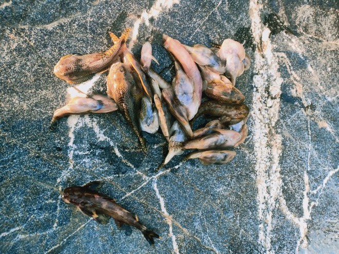 Hình ảnh cá chết nổi đầy trên 1 con sông ở Quảng Nam - Ảnh 4.