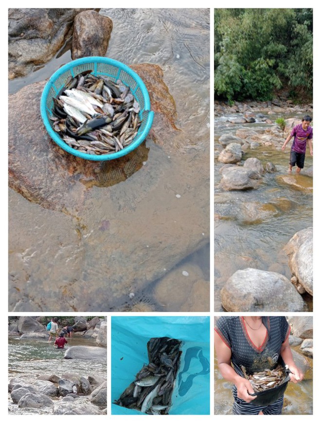 Hình ảnh cá chết nổi đầy trên 1 con sông ở Quảng Nam - Ảnh 3.