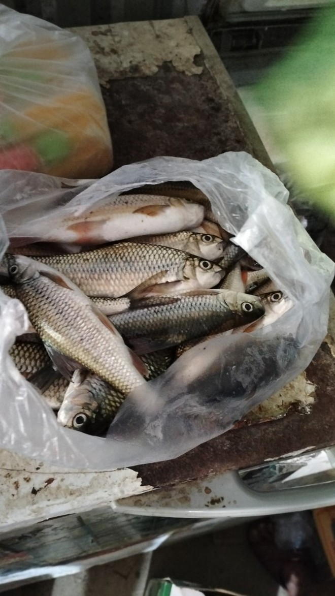 Hình ảnh cá chết nổi đầy trên 1 con sông ở Quảng Nam - Ảnh 2.