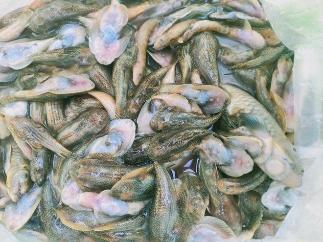 Hình ảnh cá chết nổi đầy trên 1 con sông ở Quảng Nam - Ảnh 1.
