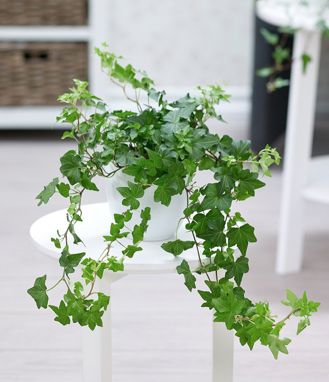 9 loại cây cảnh tốt nhất có thể trồng trong nhà bếp - Ảnh 3.