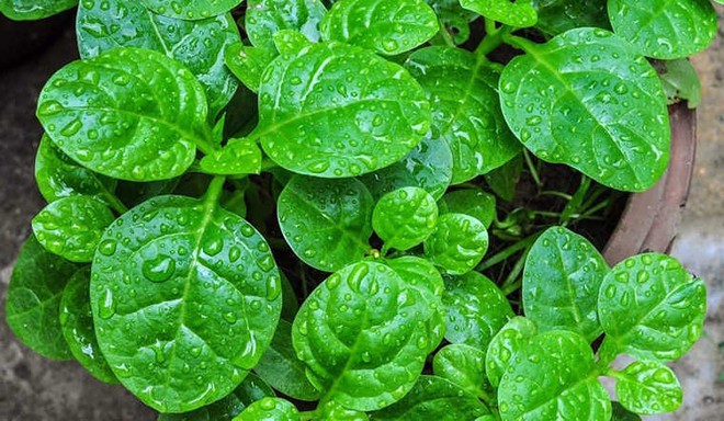 Những điều đại kỵ khi ăn rau mồng tơi v&agrave;o m&ugrave;a h&egrave; - Ảnh 1.