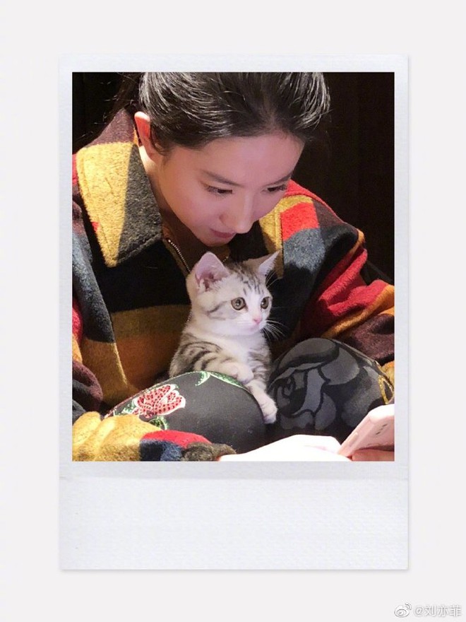 Tuổi 35 của Lưu Diệc Phi: Hưởng thụ cuộc sống &quot;phú bà quyền lực&quot;, sống độc thân trong biệt thự sang chảnh cùng 16 con mèo - Ảnh 8.