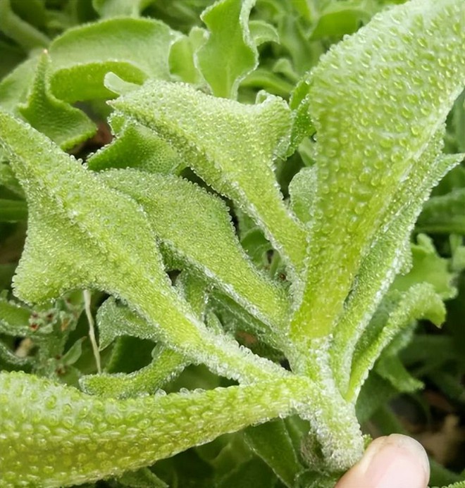 Loại rau cực lạ được người Trung Quốc mệnh danh l&agrave; rau vương giả, ở Việt Nam cả trăm ngh&igrave;n/ kg người s&agrave;nh ăn vẫn l&ugrave;ng đến ch&aacute;y h&agrave;ng - Ảnh 2.