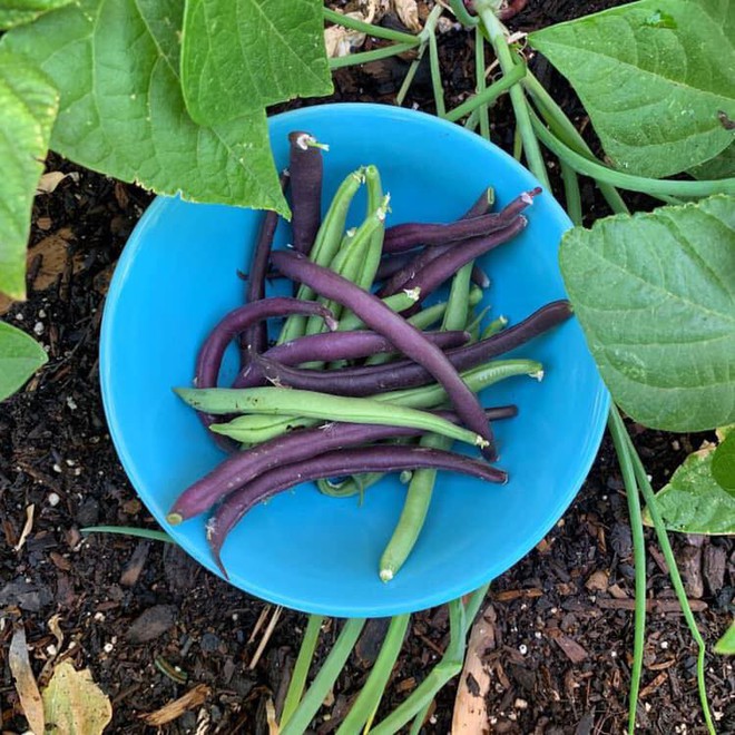 Khu vườn đủ loại rau quả sạch của cặp đ&ocirc;i bỏ phố về qu&ecirc; - Ảnh 3.