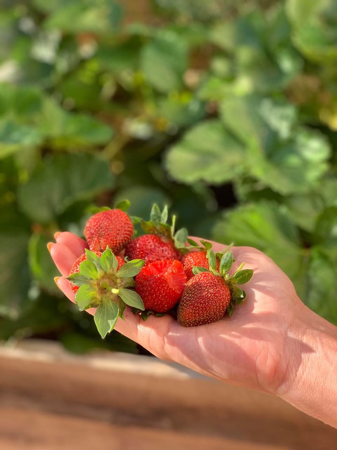 Khu vườn đủ loại rau quả sạch của cặp đ&ocirc;i bỏ phố về qu&ecirc; - Ảnh 2.