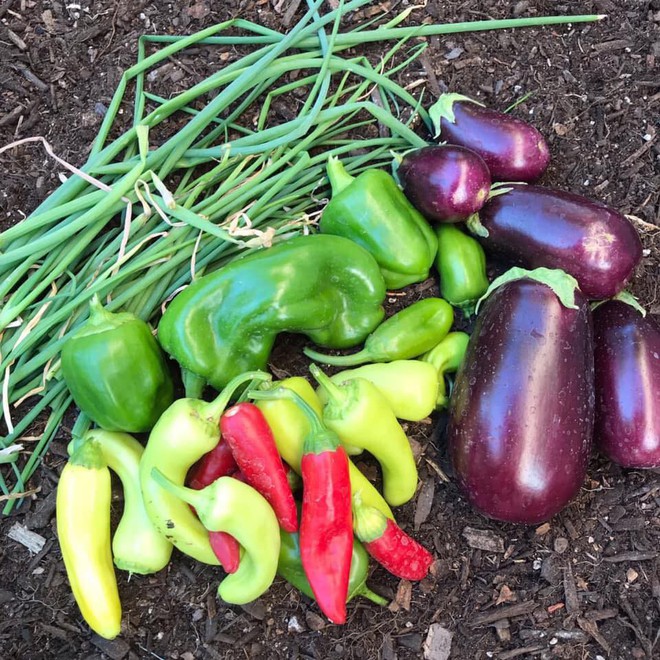 Khu vườn đủ loại rau quả sạch của cặp đ&ocirc;i bỏ phố về qu&ecirc; - Ảnh 10.