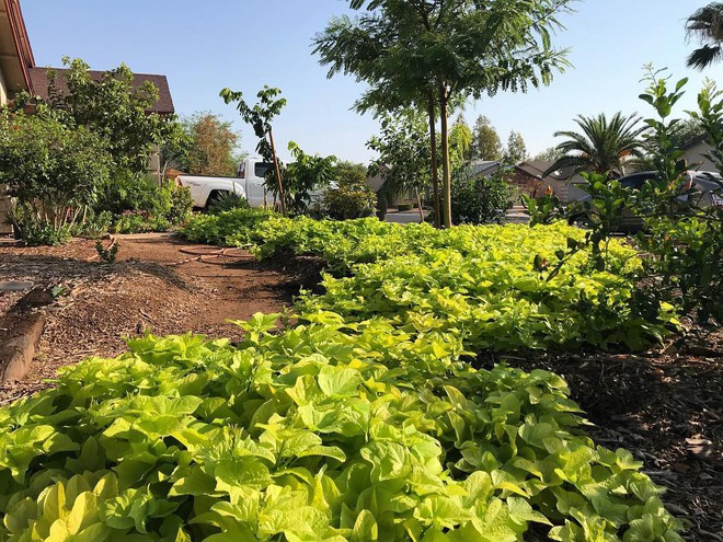 Khu vườn đủ loại rau quả sạch của cặp đ&ocirc;i bỏ phố về qu&ecirc; - Ảnh 9.