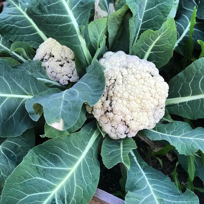 Khu vườn đủ loại rau quả sạch của cặp đ&ocirc;i bỏ phố về qu&ecirc; - Ảnh 8.