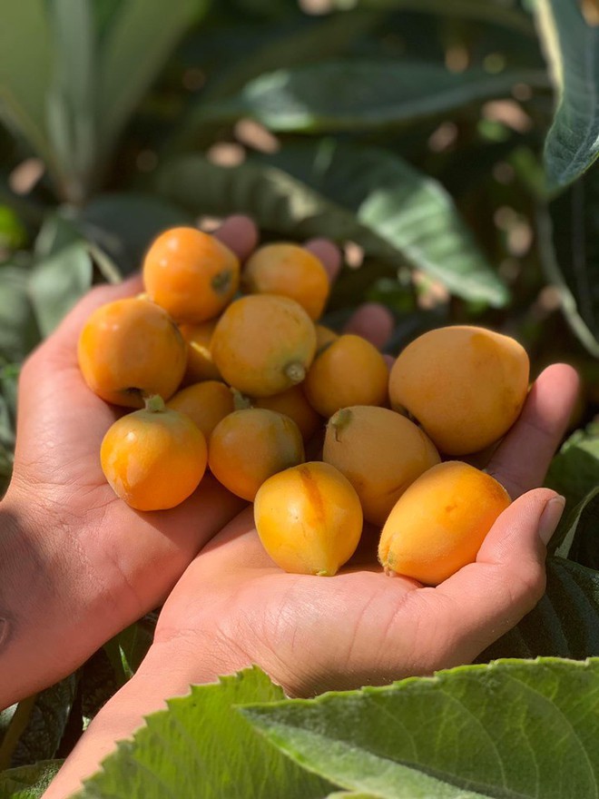 Khu vườn đủ loại rau quả sạch của cặp đ&ocirc;i bỏ phố về qu&ecirc; - Ảnh 7.