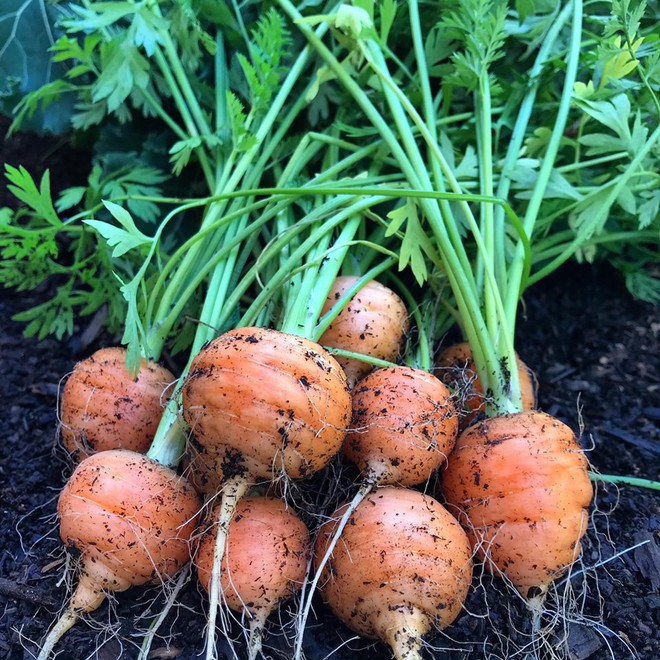 Khu vườn đủ loại rau quả sạch của cặp đ&ocirc;i bỏ phố về qu&ecirc; - Ảnh 5.