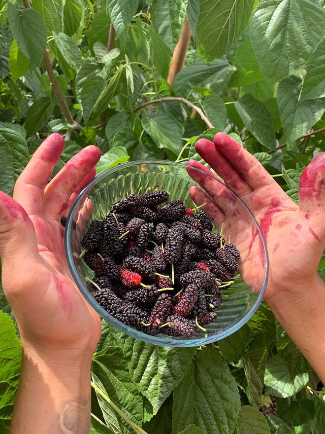 Khu vườn đủ loại rau quả sạch của cặp đ&ocirc;i bỏ phố về qu&ecirc; - Ảnh 4.