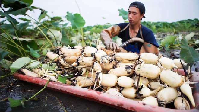 Loại củ ở Hàn Quốc quý như nhân sâm, về…