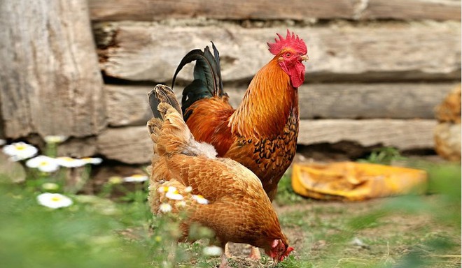 Một bộ phận của con gà được ví bằng siêu thực phẩm, vừa ngon vừa tốt cho khí huyết, bổ cho da - Ảnh 1.