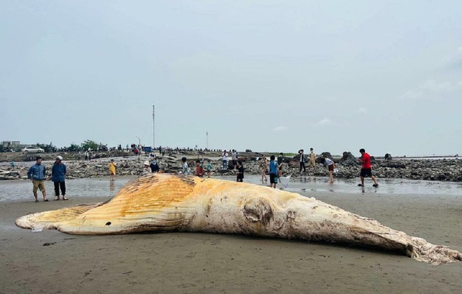 Xác cá voi dài hơn 10 m, nặng 5 tấn trôi dạt vào bờ biển - Ảnh 1.
