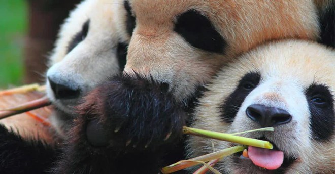 Đ&acirc;u l&agrave; nơi tuyệt vời nhất để thăm quốc bảo Trung Quốc? Kh&ocirc;ng phải sở th&uacute; hay c&ocirc;ng vi&ecirc;n, điểm n&agrave;y nằm s&acirc;u trong n&uacute;i! - Ảnh 5.