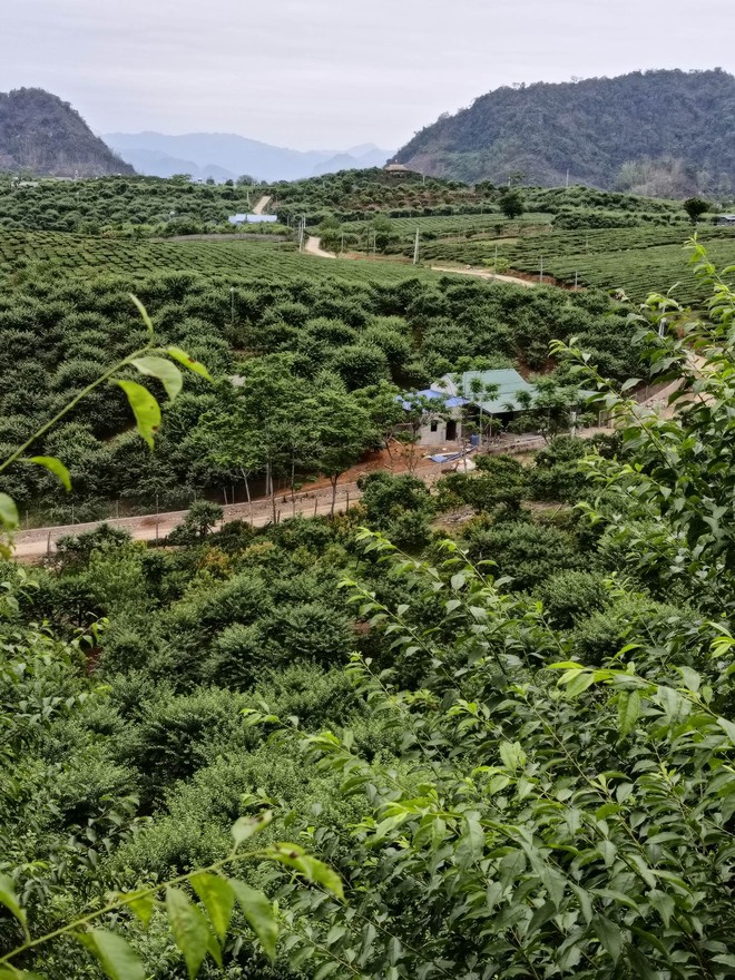 Mận Mộc Châu bắt đầu chín đỏ nhưng bạn đã chọn được vườn nào để hái hay chưa? - Ảnh 5.