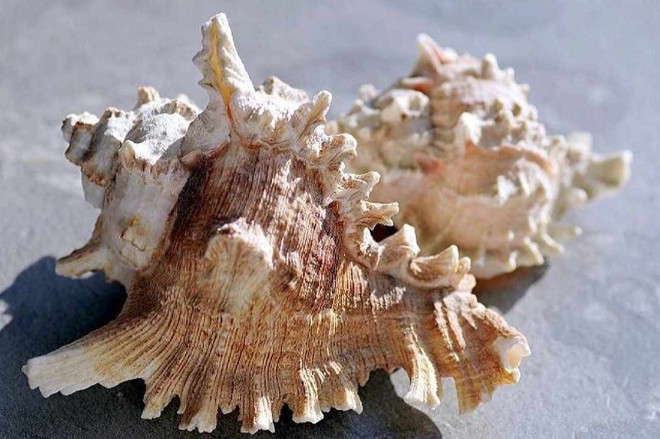Mỹ vị loại ốc sư tử, đặc sản trên vùng biển Cô Tô - Ảnh 1.
